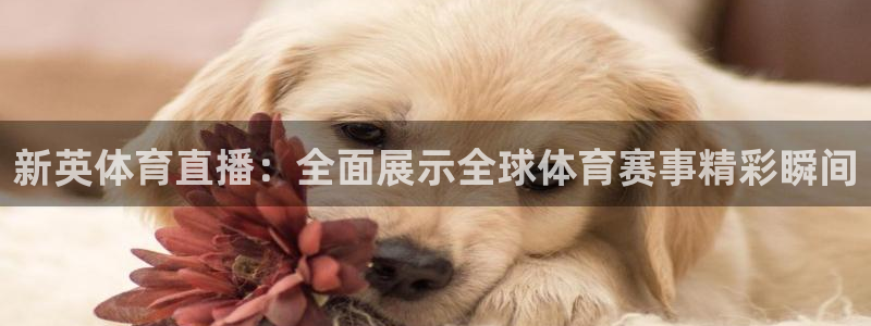 新英体育直播：全面展示全球体育赛事精彩瞬间